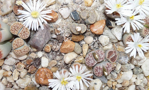 Lithops Karasmontana Mixed - Indigenous - South African Succulent - 10 Seeds
