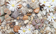 Lithops Karasmontana Mixed - Indigenous - South African Succulent - 10 Seeds