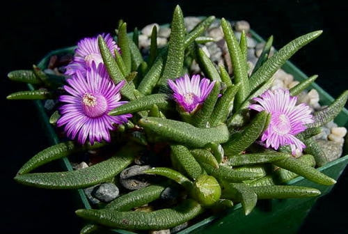 Rabiea Difformis - Indigenous - South African Succulent - 10 Seeds