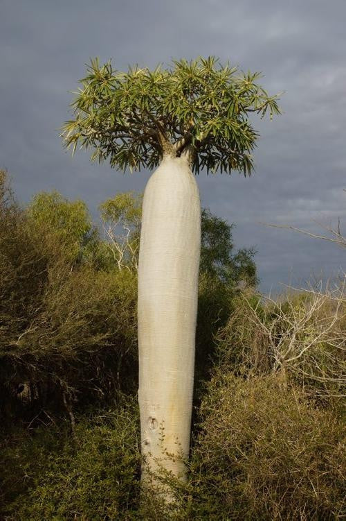 Pachypodium geayi - Madagascan Palm - African Succulent - 5 Seeds