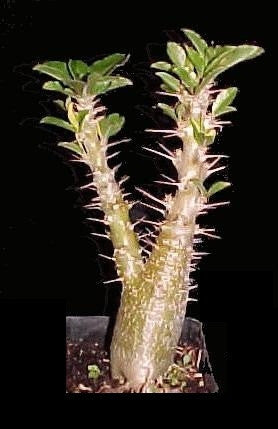 Pachypodium saundersii - Madagascan Palm - African Succulent - 5 Seeds