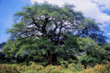 Ficus Natalensis Seeds | Seeds for Africa