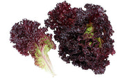 Lolo Rosso Darkness lettuce - Lactuca Sativa - Vegetable - 50 Seeds - ORGANIC