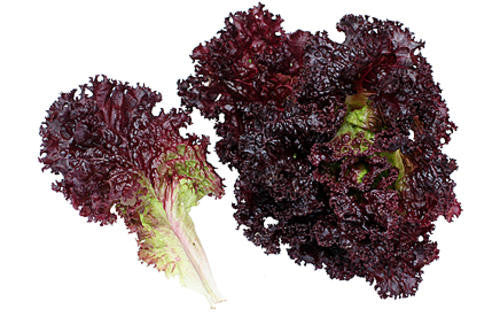 Lolo Rosso Darkness lettuce - Lactuca Sativa - Vegetable - 50 Seeds - ORGANIC