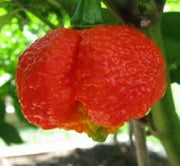 Trinidad Moruga Scorpion Red - Capsicum Chinense - The worlds 2nd hottest Chilli Pepper - 5 Seeds