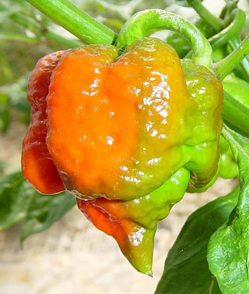Trinidad Scorpion Butch T - Capsicum Chinense - One of the worlds hottest Chilli Peppers - 5 Seeds