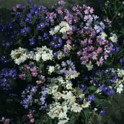 Anchusa Dwarf Mix - Annual - Anchusa Capensis - Beautiful Flowers - 60 Seeds