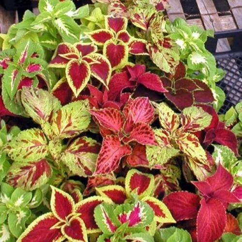 Coleus Rainbow Mix - Annual - Solenostemon - Stunning Colours - 100 Seeds