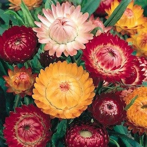 Helichrysum Swiss Giant Mix - Annual - Straw flowers - Beautiful Flowers - 200 Seeds