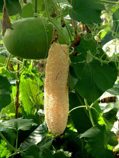 Luffa - Egyptian Loofah - Luffa Cylindrica - Sponge Plant - 5 Seeds