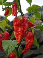 Bih Jolokia - Chilli Pepper - Capsicum Chinense - Hot & Rare - 5 Seeds