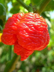 Trinidad 7 Pod Brain Strain Red - Chilli Pepper - Capsicum Chinense - Hot & Rare - 5 Seeds