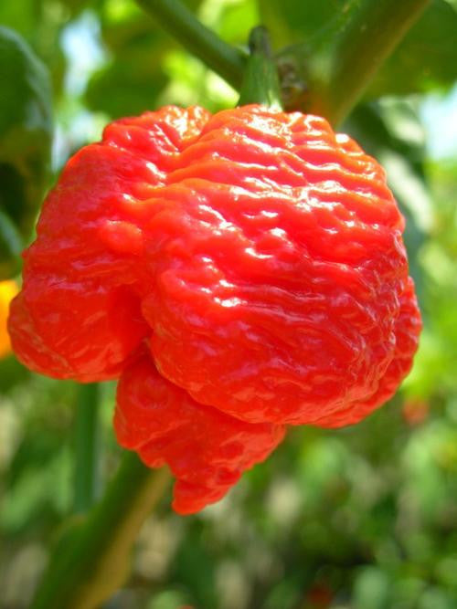 Trinidad 7 Pod Brain Strain Red - Chilli Pepper - Capsicum Chinense - Hot & Rare - 5 Seeds