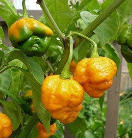 Trinidad 7 Pod Brain Strain Yellow - Chilli Pepper - Capsicum Chinense - Hot & Rare - 5 Seeds