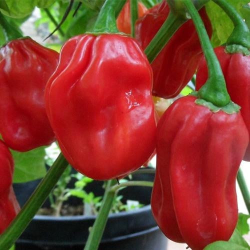 Red Habanero Chilli Pepper - Capsicum Chinense - 5 Seeds