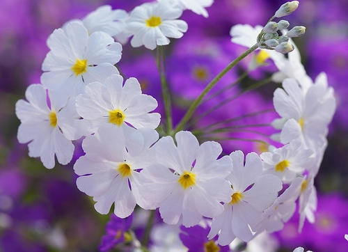 White Fairy Primrose - Primula Malacoides - Annual Flower - 50 Seeds