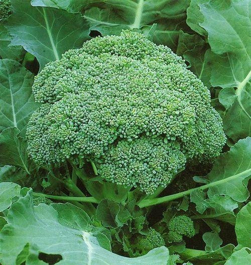 Green Sprouting Calabrese Broccoli - Brassica Oleracea var. italica - Vegetable - 200 Seeds