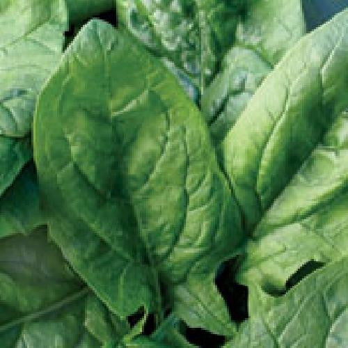 Viroflay Spinach - Spinacia Oleracea - Vegetable - 150 Seeds