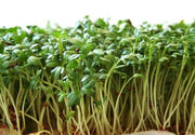 Garden / Pepper Cress - Lepidum Sativum - Herb Seeds - 250 Seeds