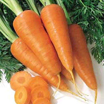 Cape Market Carrot - Daucus Carrota - Vegetable - 300 Seeds