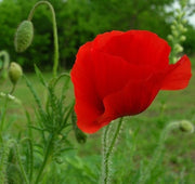 Flanders Red Poppy - Papaver Rhoeas - Annual Flower - 1000 Seeds