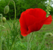 Flanders Red Poppy - Papaver Rhoeas - Annual Flower - 1000 Seeds