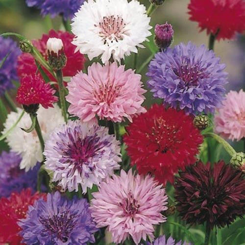 Cornflower Polka Dot - Centaurea Cyanus - Annual Flower - 100 Seeds