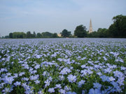 Linseed / Flax - Linseed Linum - Annual Flower - 100 Seeds