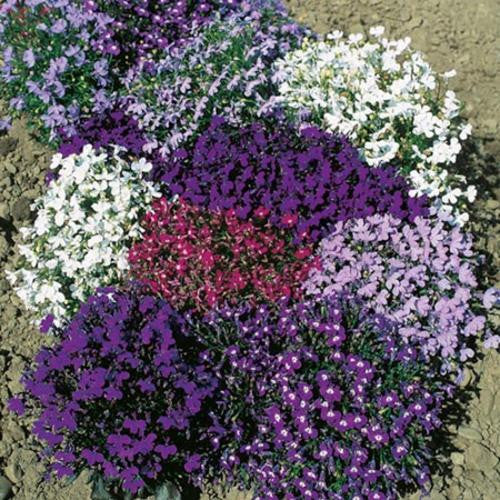 Lobelia String of Pearls - Lobelia Erinus - Annual Flower - 100 Seeds