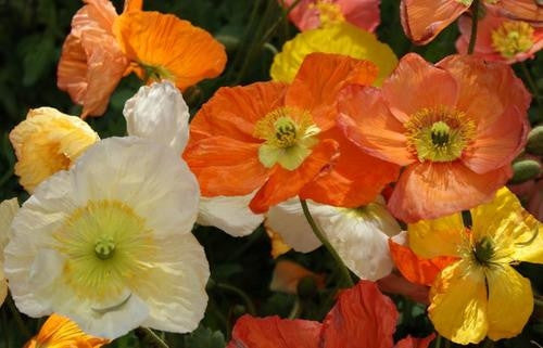 Iceland Poppies - Papaver Nudicaule - Annual Flower - 500 Seeds