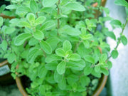 Marjoram - Origanum Marjorana - Culinary Edible Herb - 30 Seeds