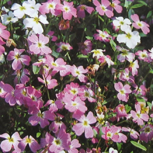 virginia stock flower seeds Virgina Mixed Stocks - Malcomia Maritima Seeds