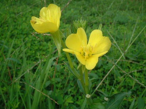 Evening Primrose - Oenothera Biennis - Annual Flower - 500 Seeds