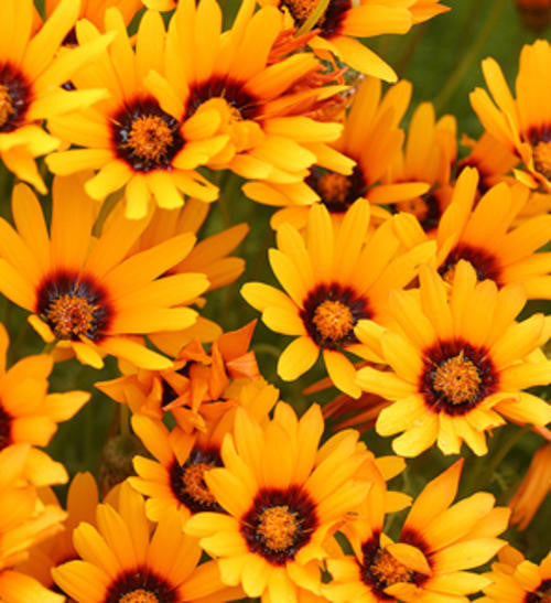 Ursinia Anthemoides Orange - African Daisy - Indigenous Annual - 10 Seeds