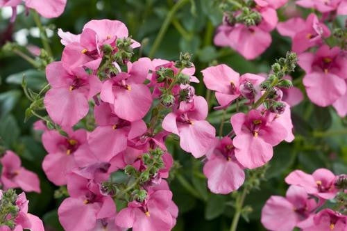 Diascia Pink Queen - Diascia Barberae - Annual Flower - 100 Seeds