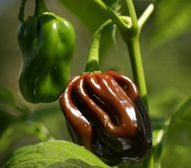 Chocolate Habanero - Congo Black Pepper - Capsicum Chinense - 10 Seeds