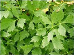 Lovage - Levisticum Officinale - 20 Seeds