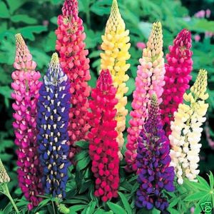 Lupin Giant King - Lupinus Perennis - Annual Flower - 25 Seeds