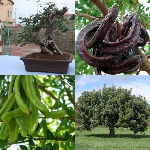 Carob Chocolate Tree - Ceratonia Siliqua - Exotic Evergreen Bonsai Tree - 10 Seeds