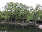 Bald Cypress - Taxodium Distichum - Bonsai Tree - 5 Seeds