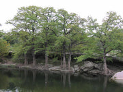 Bald Cypress - Taxodium Distichum - Bonsai Tree - 5 Seeds