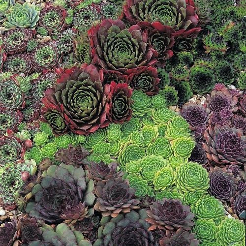 Live Forever / Houseleeks - Sempervivum Mixed Species - Exotic Succulent - 20 Seeds