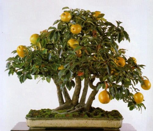 Chinese Quince - Chaenomeles Sinensis - Exotic Bonsai Tree - 5 Seeds