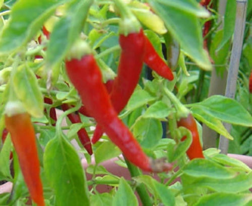 Thai Dragon Pepper - Capsicum Annuum - Chilli Pepper - 10 Seeds