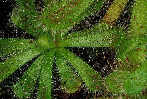 Drosera Pauciflora - African Sundew - Carnivorous Plant - 10 Seeds