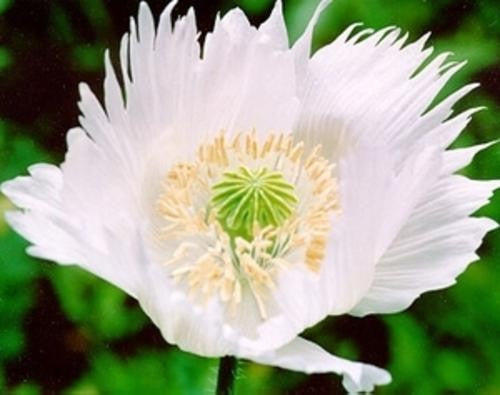Persian White Poppy - Papaver Paeoniflorum - Annual Flower - 20 Seeds