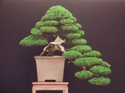 italian cypress bonsai tree Italian Cypress - Pencil Pine Seeds