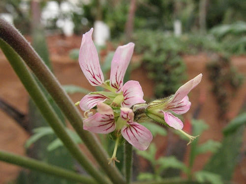 Pelargonium Dolomiticum - Indigenous South African Shrub - 5 Seeds