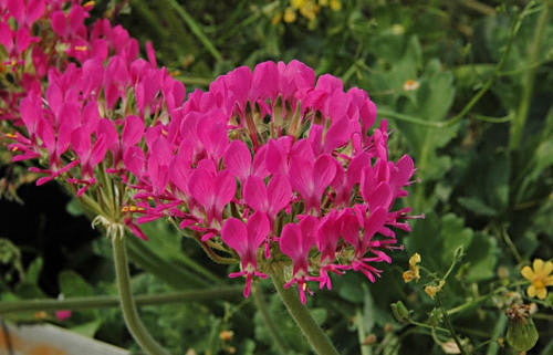 Pelargonium Incrassatum - Indigenous South African Shrub - 5 Seeds