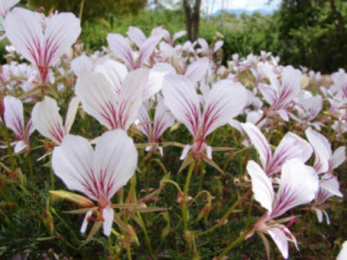 Pelargonium Longicaule v Longicaule - Indigenous South African Shrub - 5 Seeds